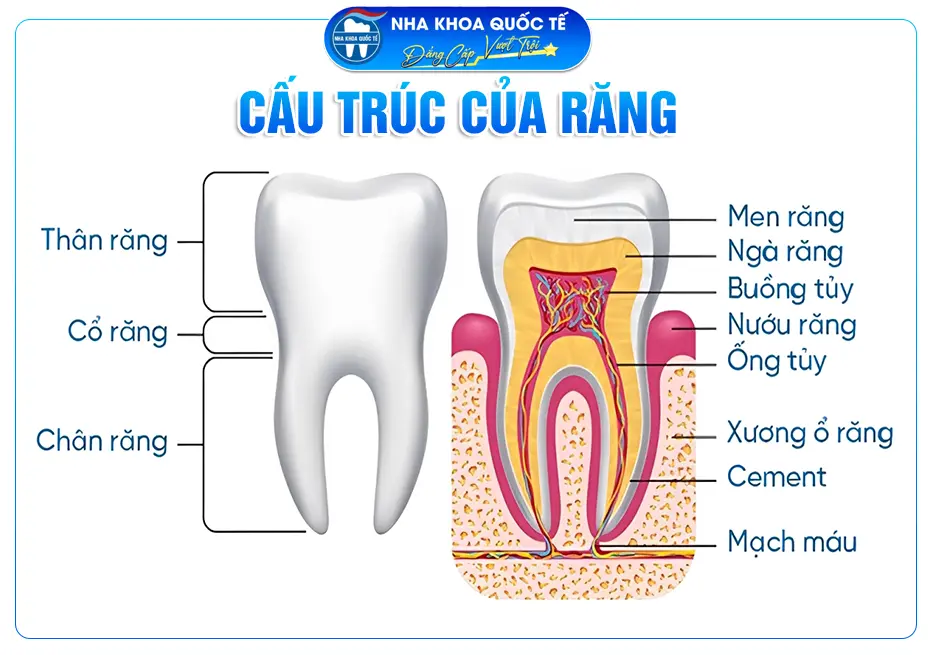 Cấu trúc răng người lớn
